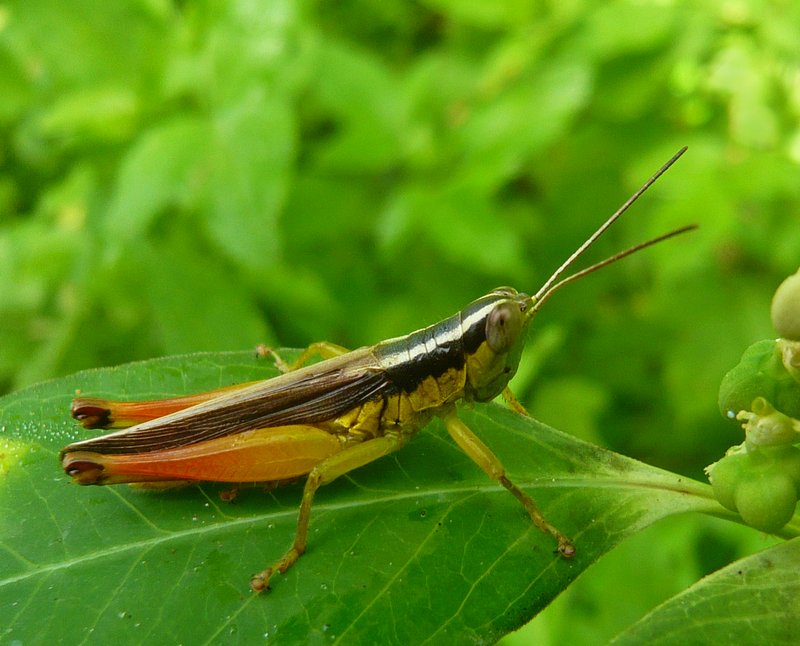 locust