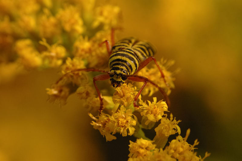 Locust Borer (Megacyllene robiniae)