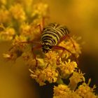 Locust Borer (Megacyllene robiniae)