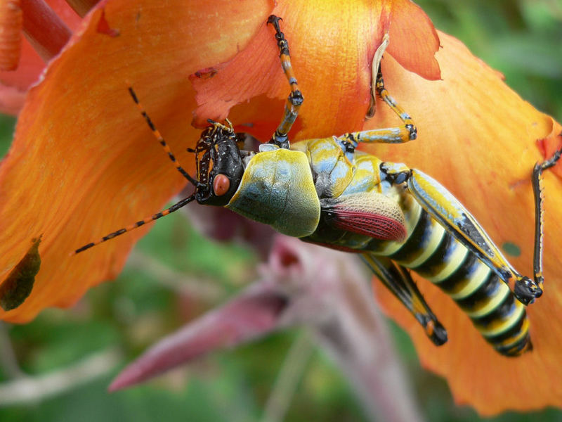 Locust on Flower