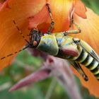 Locust on Flower