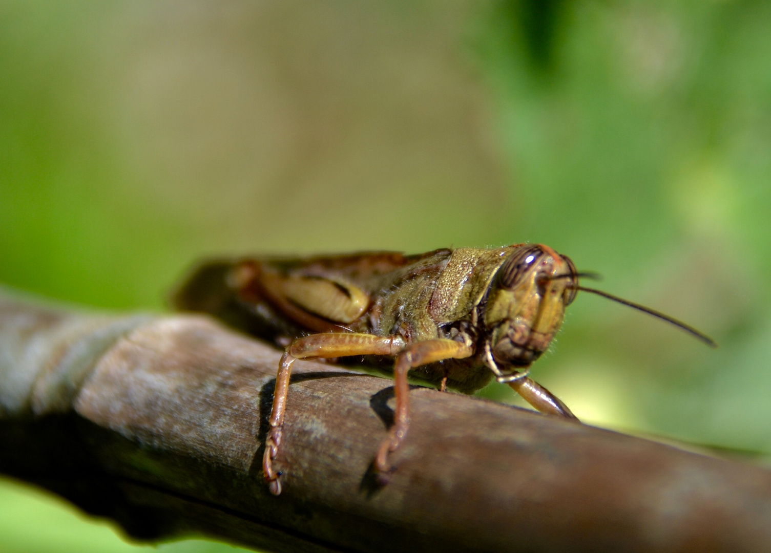 Locusta