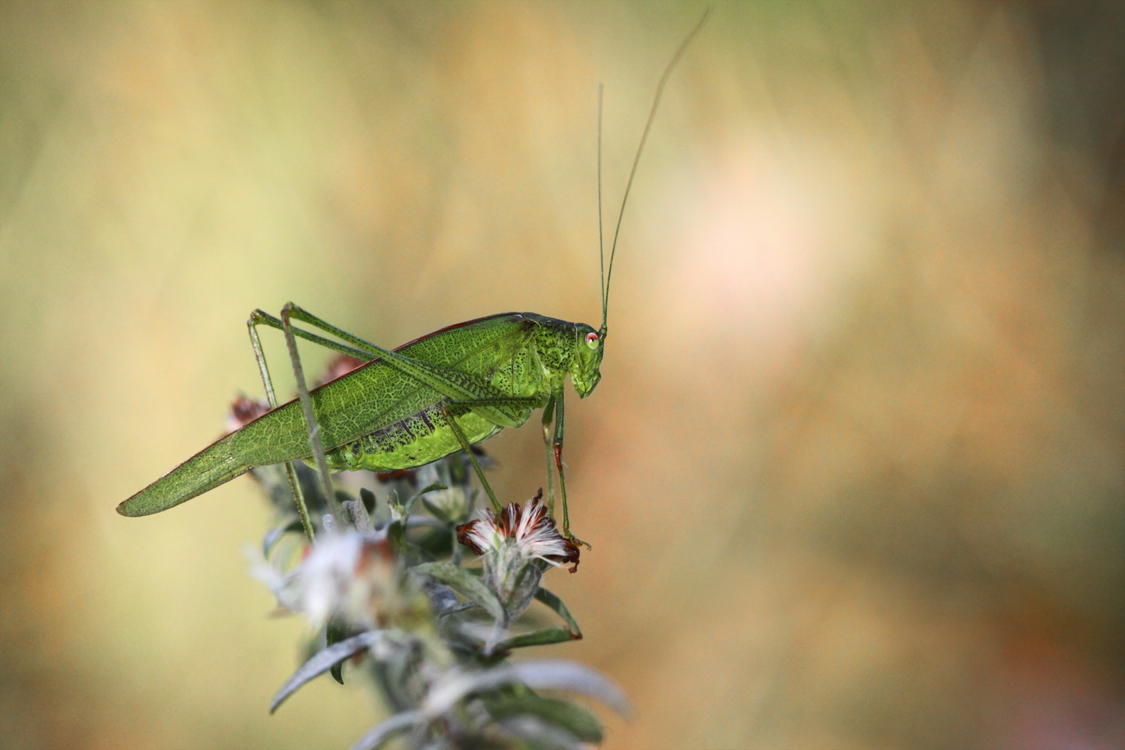 locusta