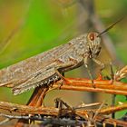 LOCUSTA AL PRIMO SOLE