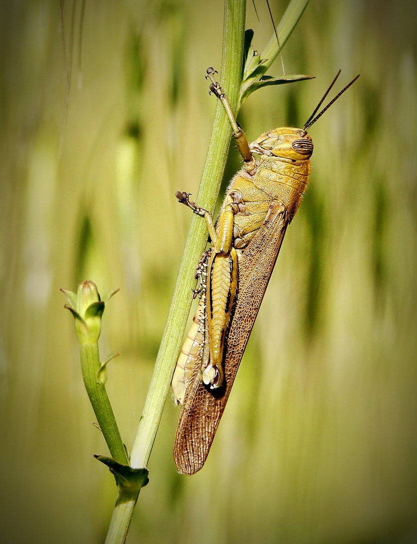 Locusta del deserto - Schistocerca gregaria - Sardegna 