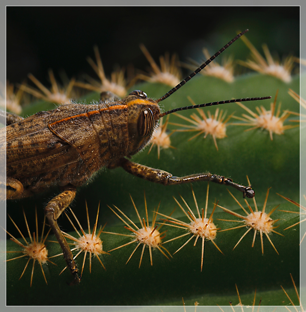 Locusta egiziana