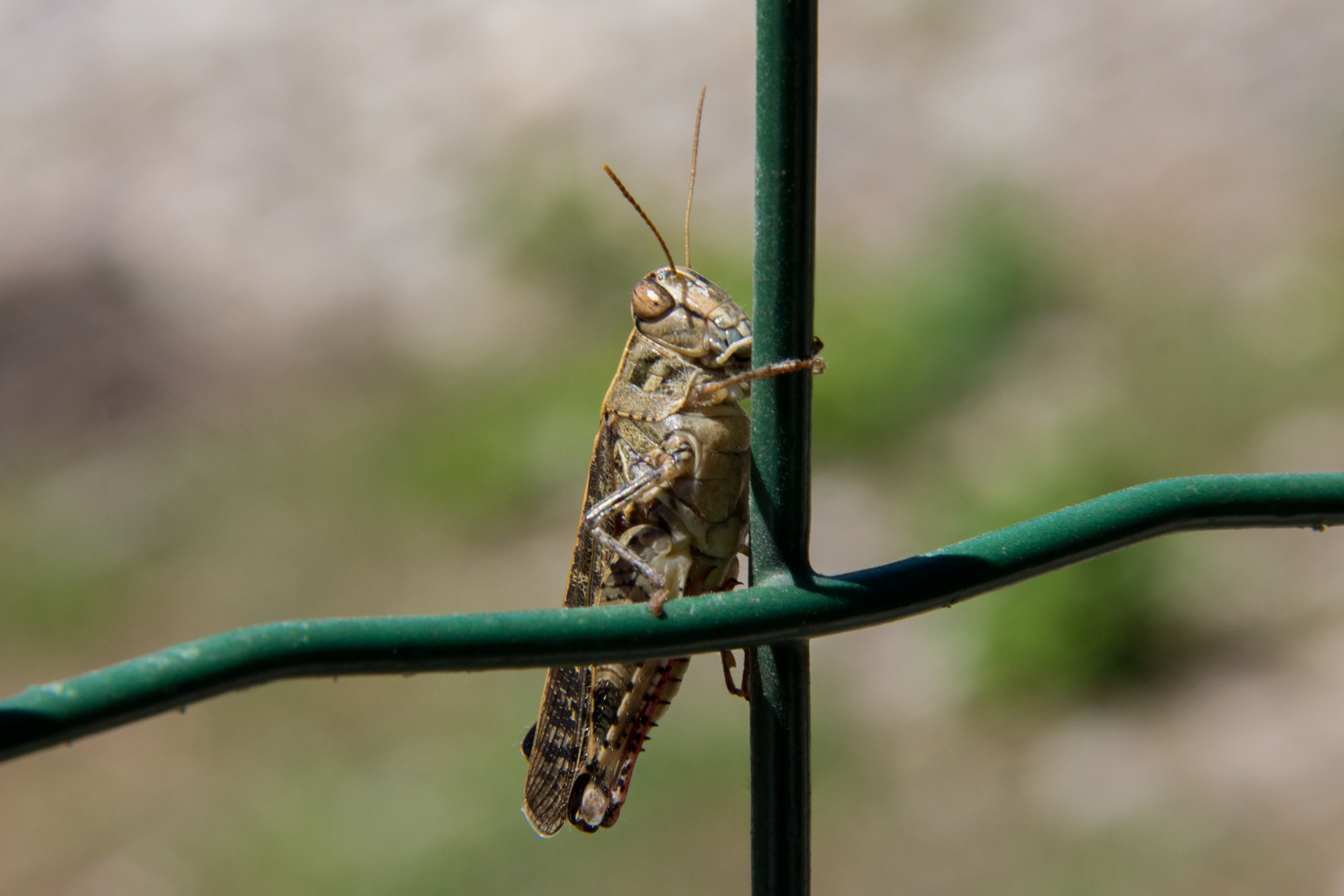 Locusta - Locust