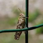 Locusta - Locust