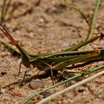 Locustana pardalina (2)