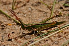 Locustana pardalina (2)