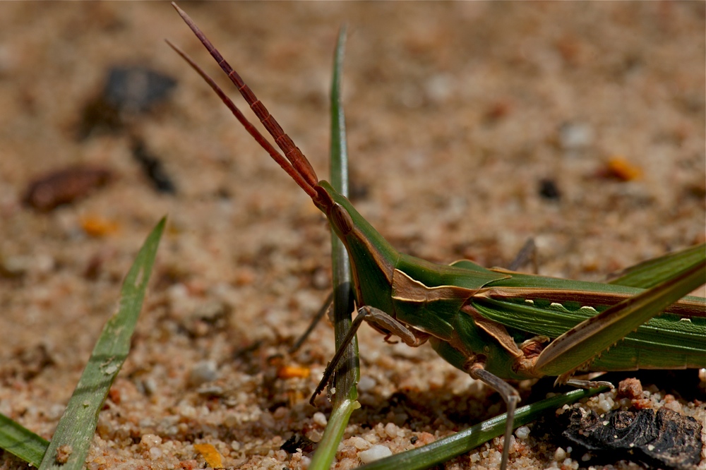 Locustana pardalina (3)