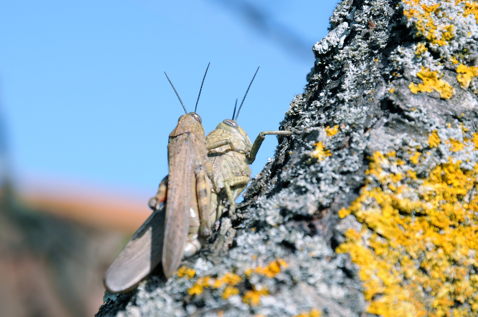 Locuste in Amore