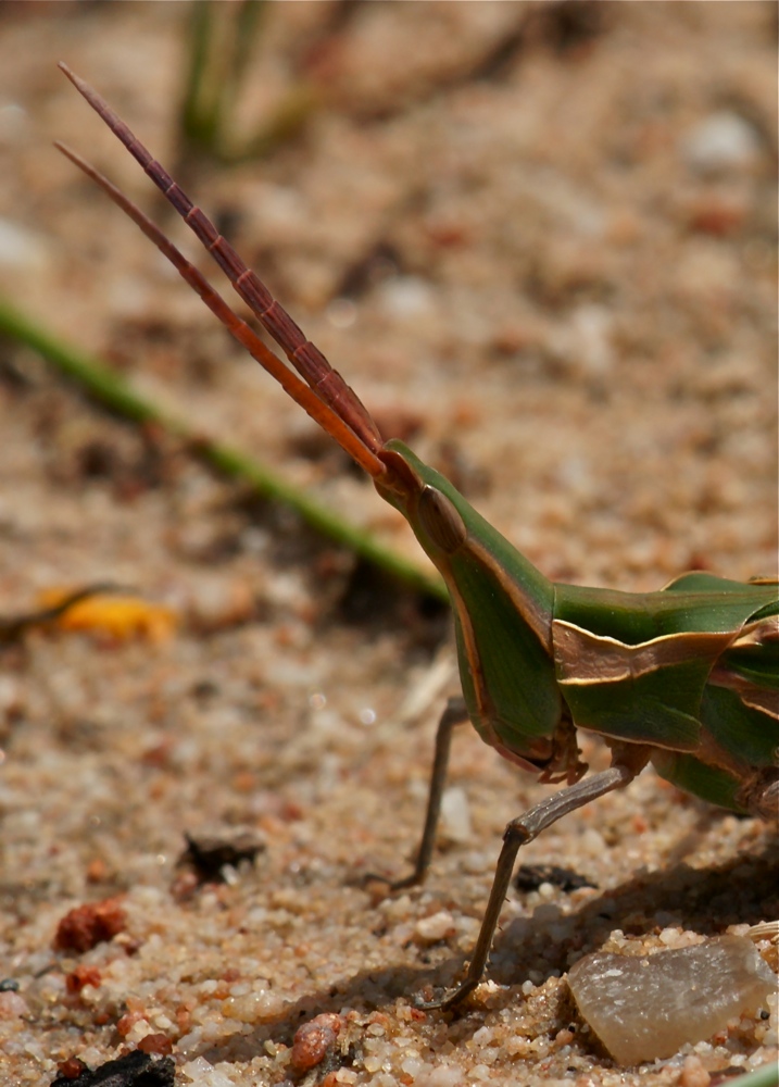 Locustrana pardalina (1)