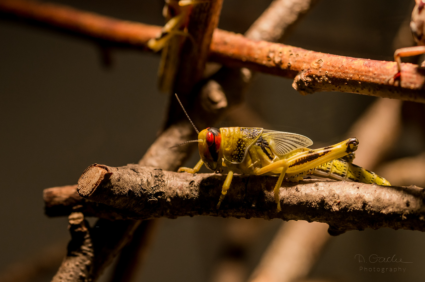 Locusts behind bars ...