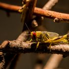 Locusts behind bars ...