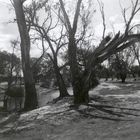 Loddon River 2