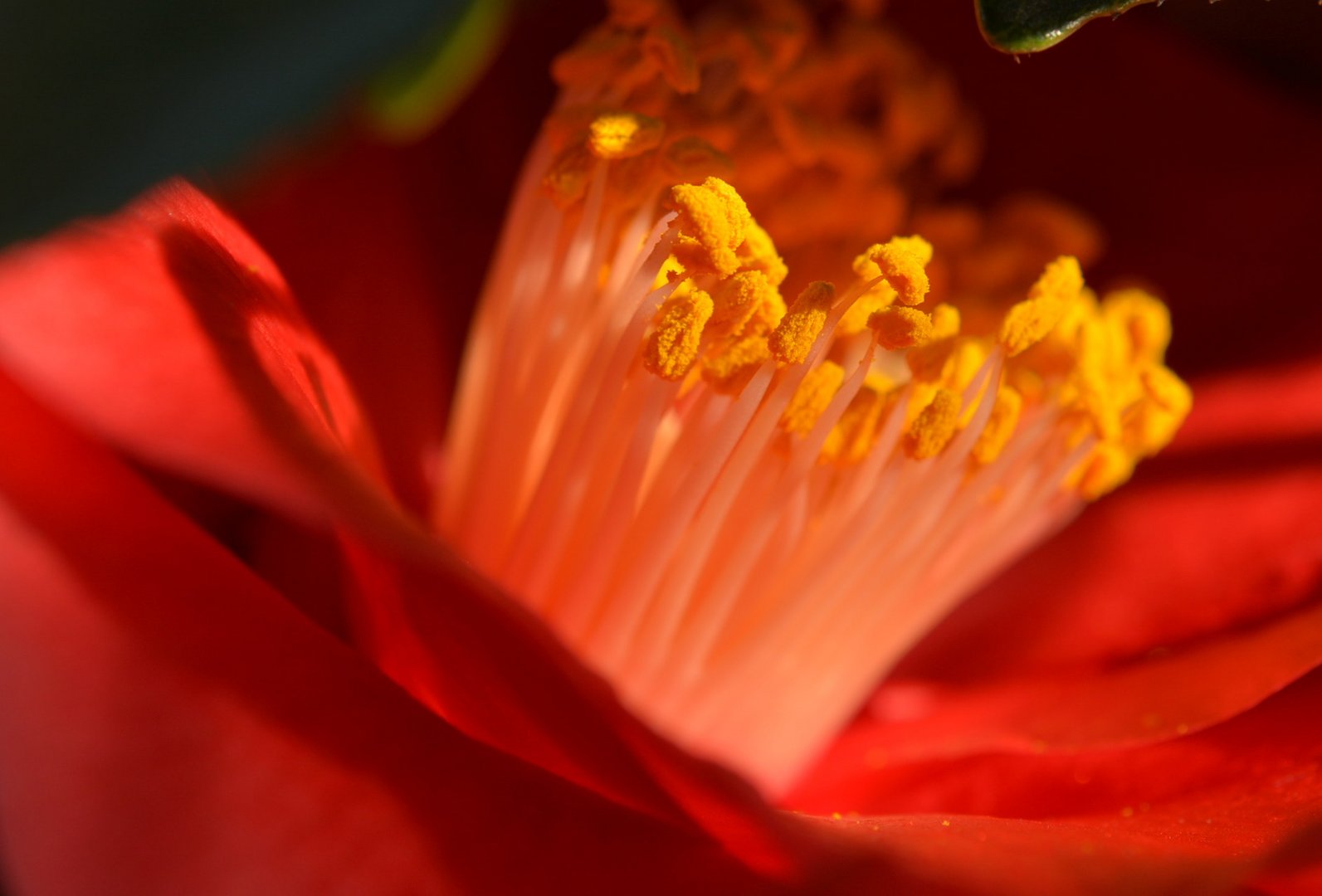 Lodernde Blume oder Feuer in der Kamelie