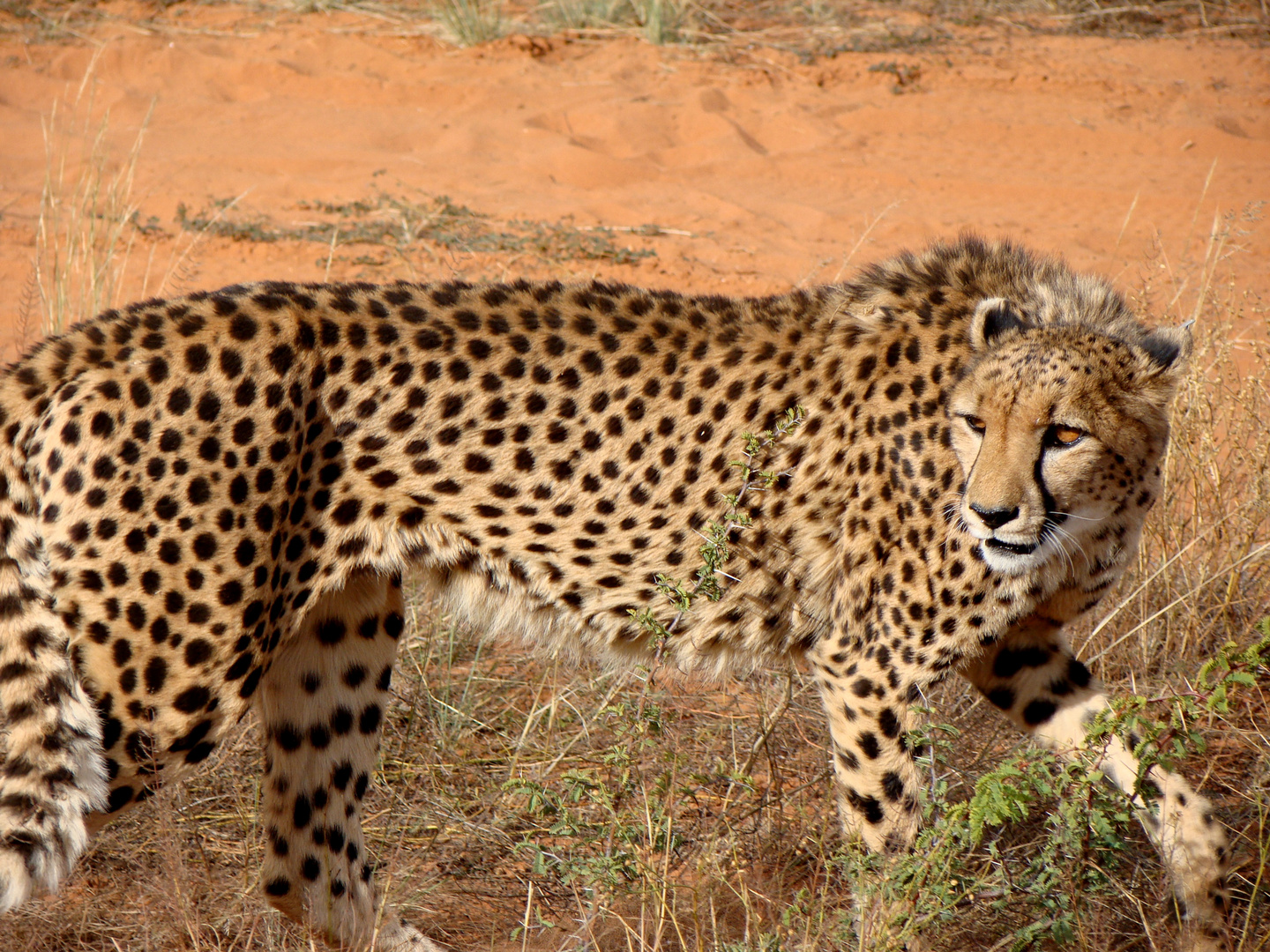 ""Lodge Okambara""na.. dann mal die Nackenhaare hoch und...juhu.alle rennen davon.