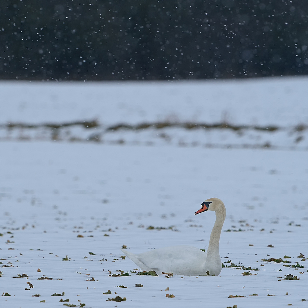 Löcher in der Decke Foto & Bild tiere, wildlife, wild lebende vögel Bilder auf