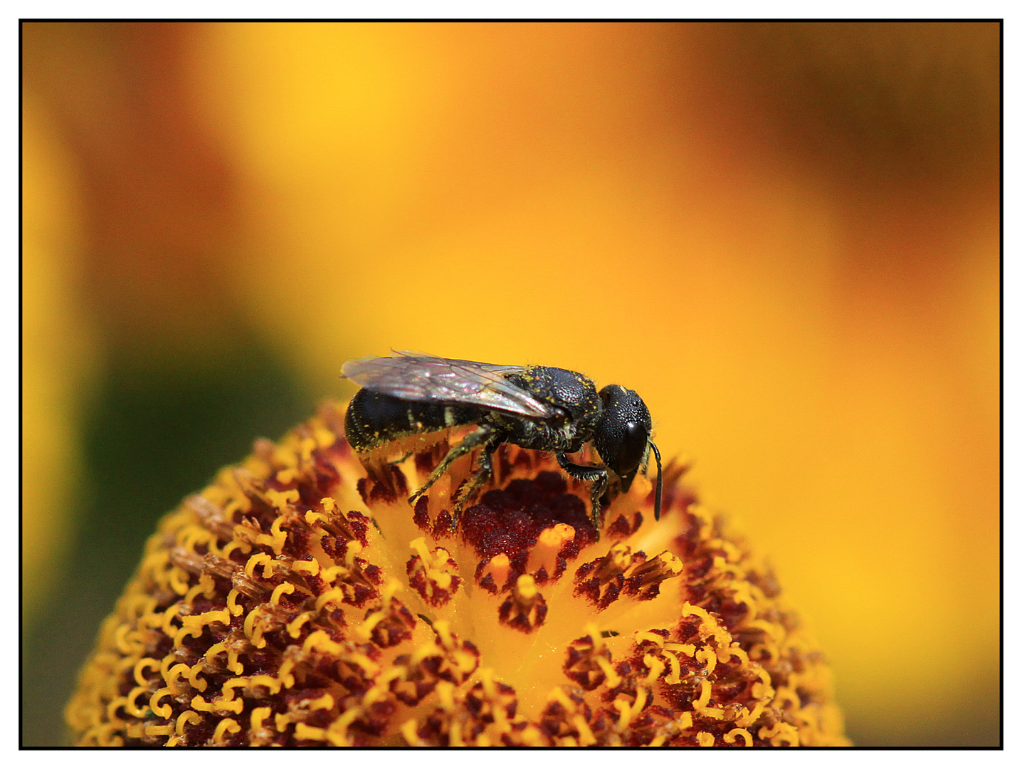 Löcherbiene (Heriades spec.) Männchen