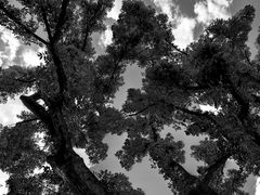 löchriges laubdach...