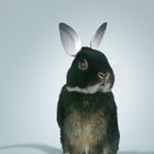 .Löffel_Bunny…