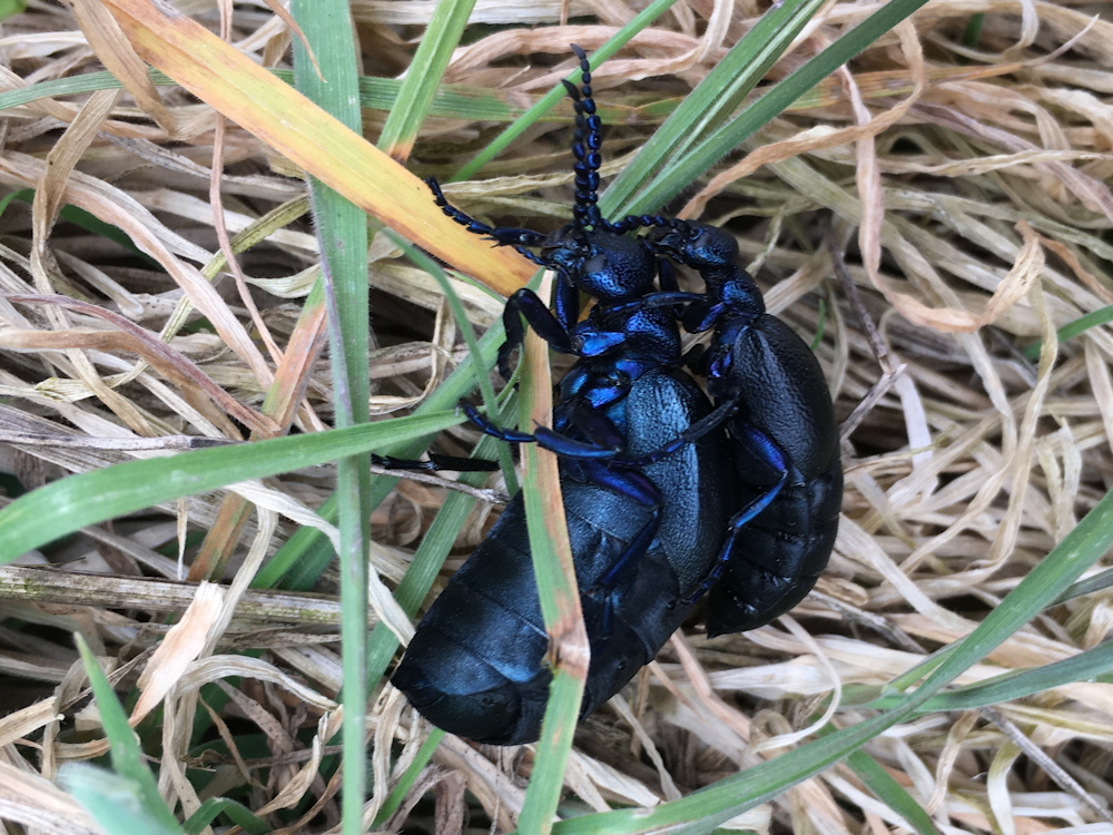 Löffelchen