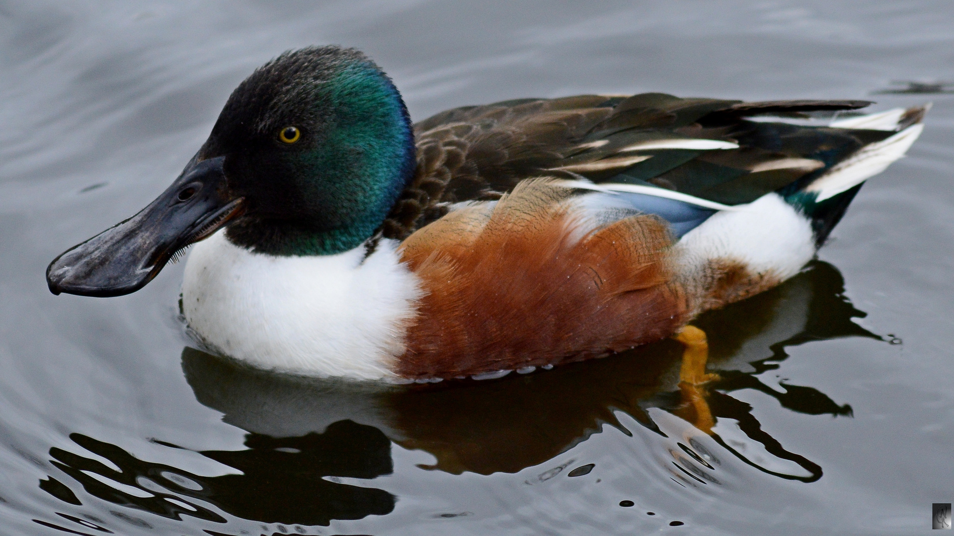 Löffelente.. Foto & Bild vögel, natur, tiere Bilder auf