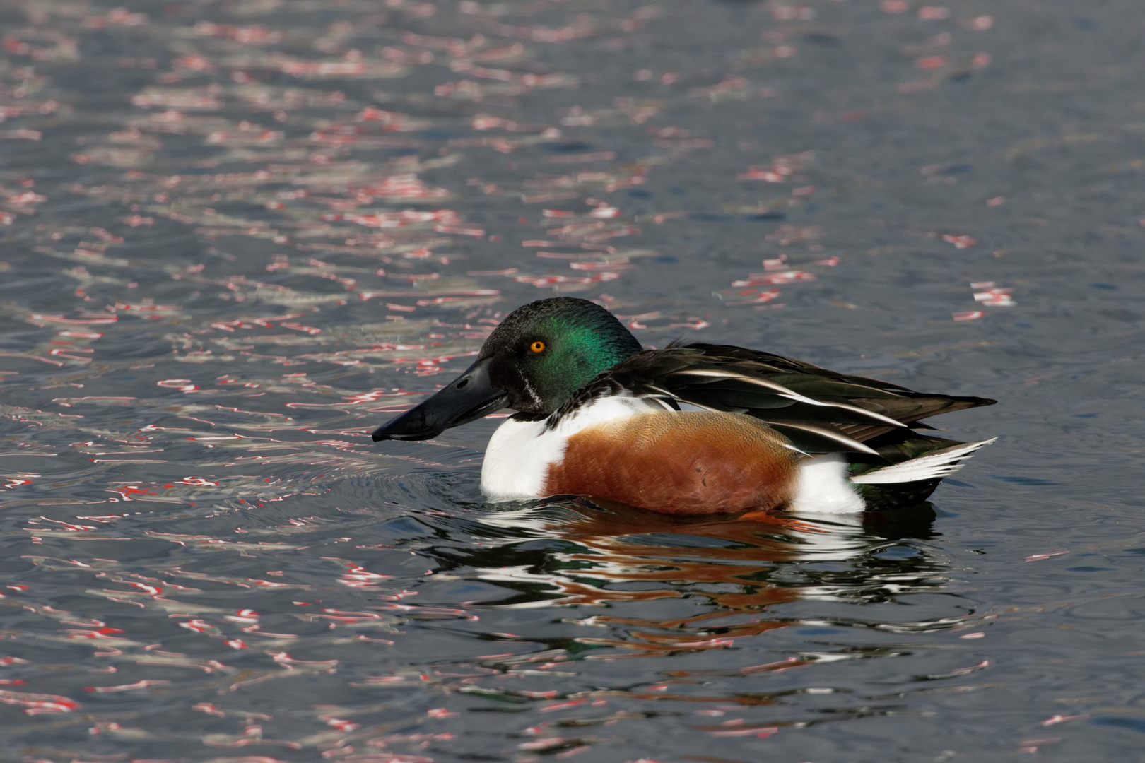 Löffelente (Anas clypeata)