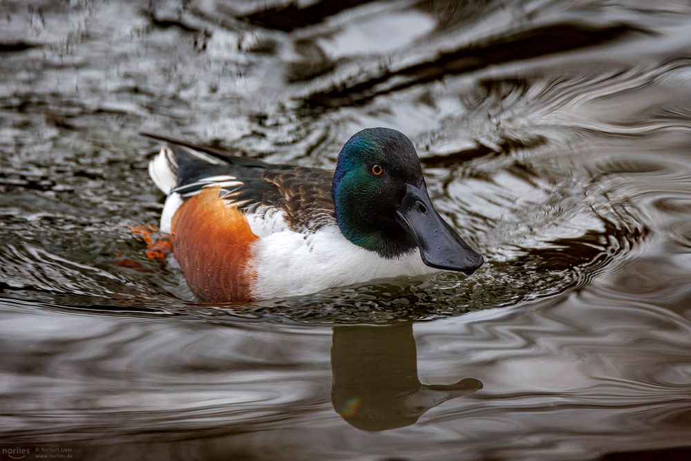 Löffelente auf dem Wasser