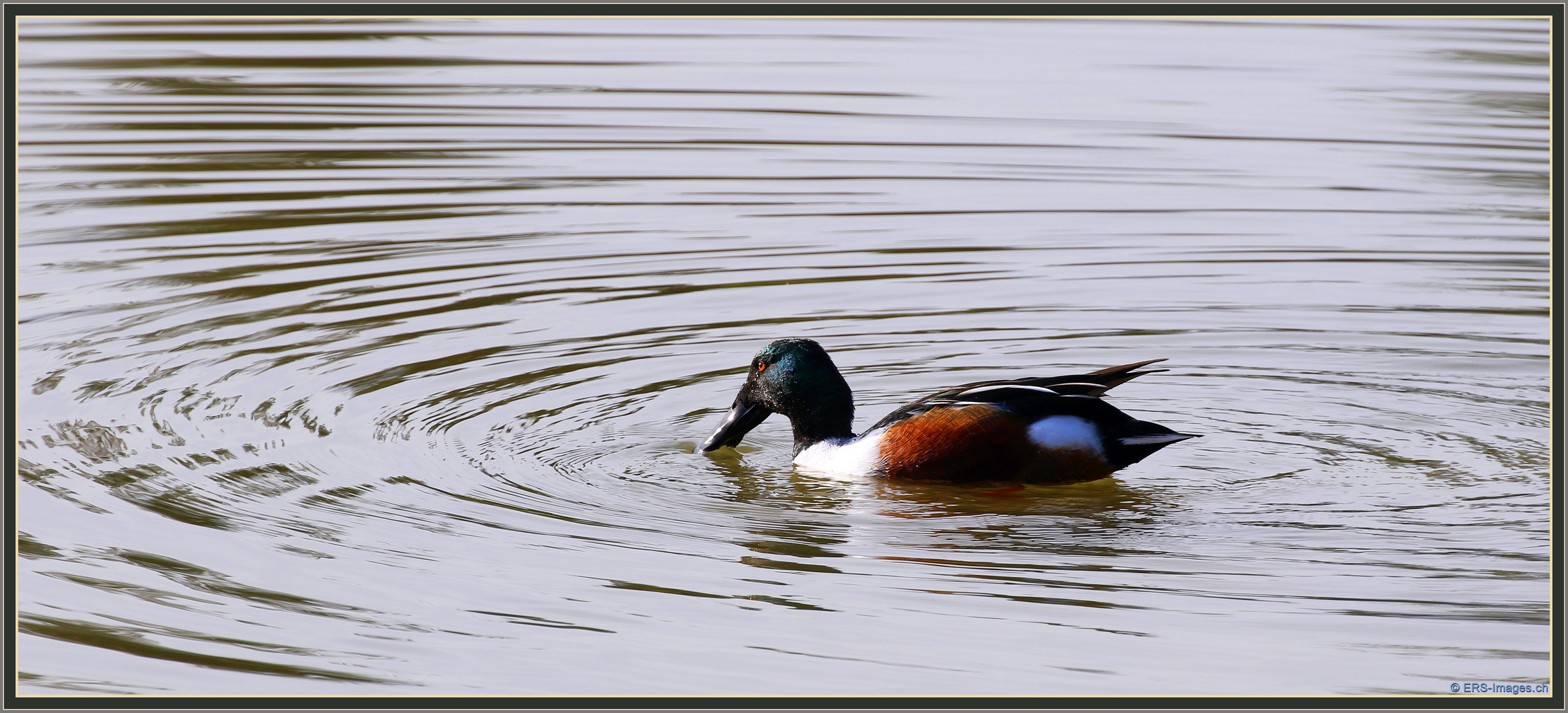 Löffelente Erpel (Spatula clypeata) Northern shoveler Flachsee, Rottenschwil 2022-11-21 123 ©