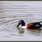 Löffelente Erpel (Spatula clypeata) Northern shoveler Flachsee, Rottenschwil 2022-11-21 123 ©