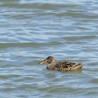 Löffelente fem. (Spatula clypeata), Northern shoveler, Cuchara común