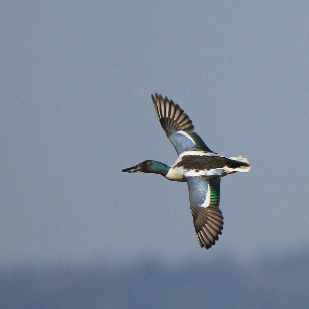 Löffelente im Flug