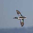 Löffelente im Flug