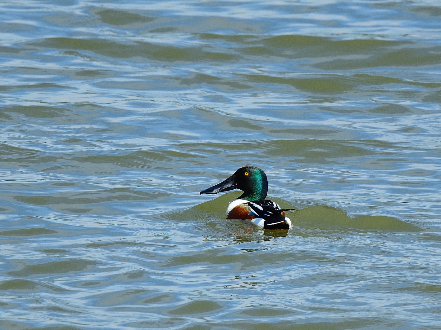 Löffelente masc.. (Spatula clypeata), Northern shoveler, Cuchara común