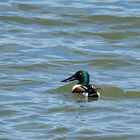 Löffelente masc.. (Spatula clypeata), Northern shoveler, Cuchara común