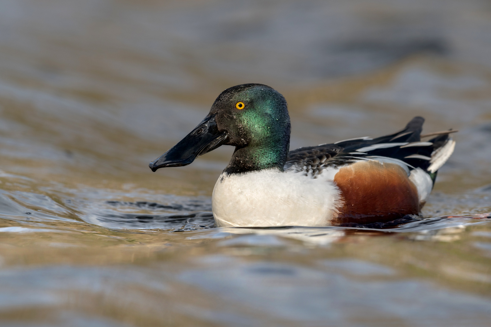 Löffelente (Spatula clypeata)