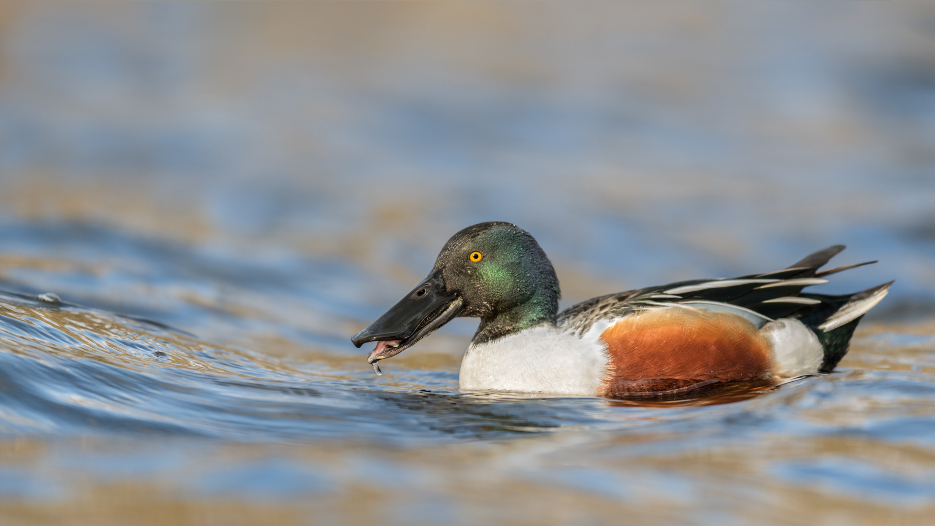 Löffelente (Spatula clypeata)