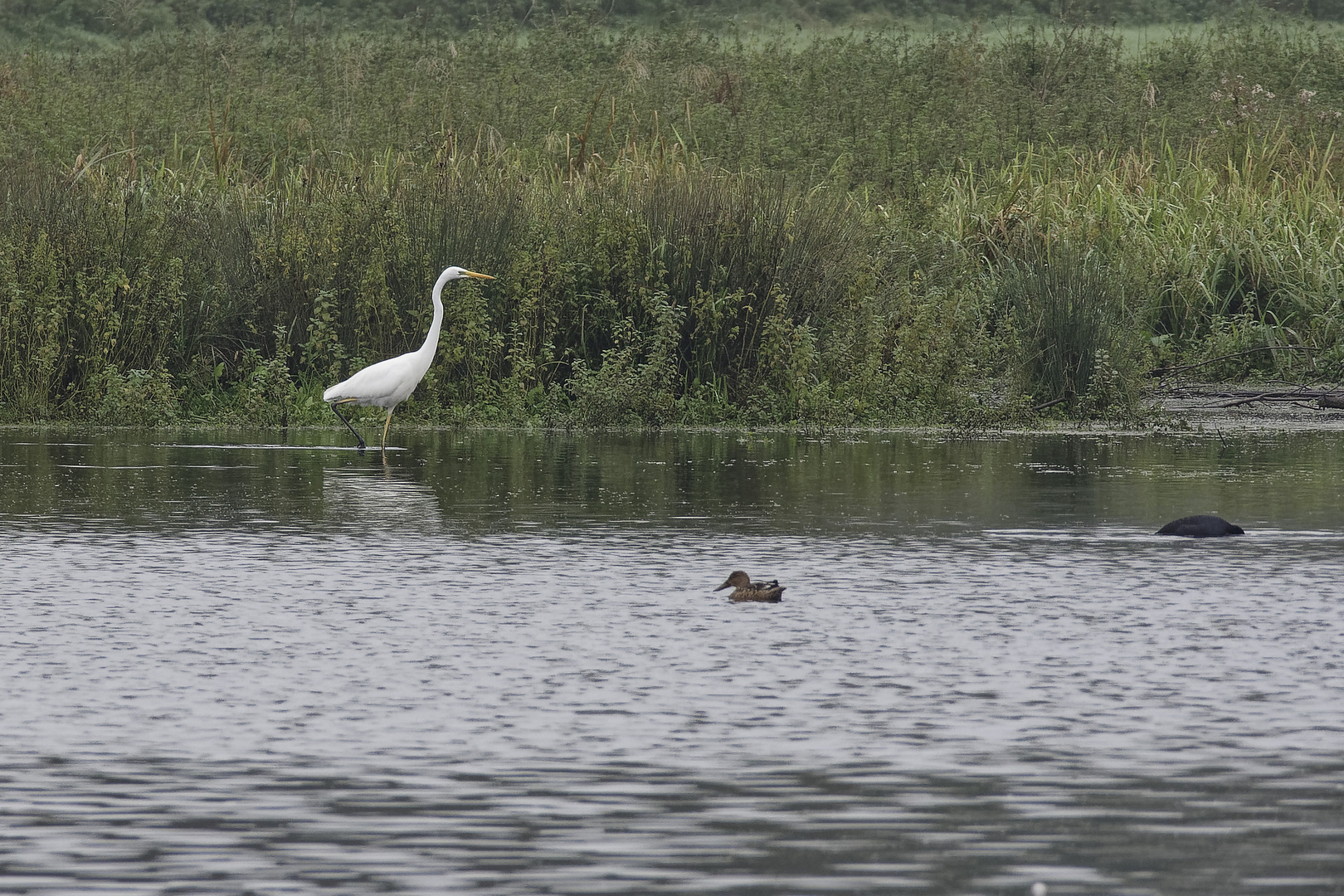 Löffelente und Silberreiher