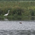 Löffelente und Silberreiher