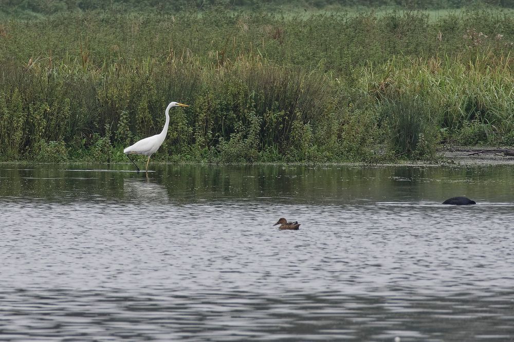 Löffelente und Silberreiher