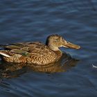 Löffelente (Weibchen) - Warnker See