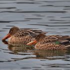 "Löffel"enten . . .