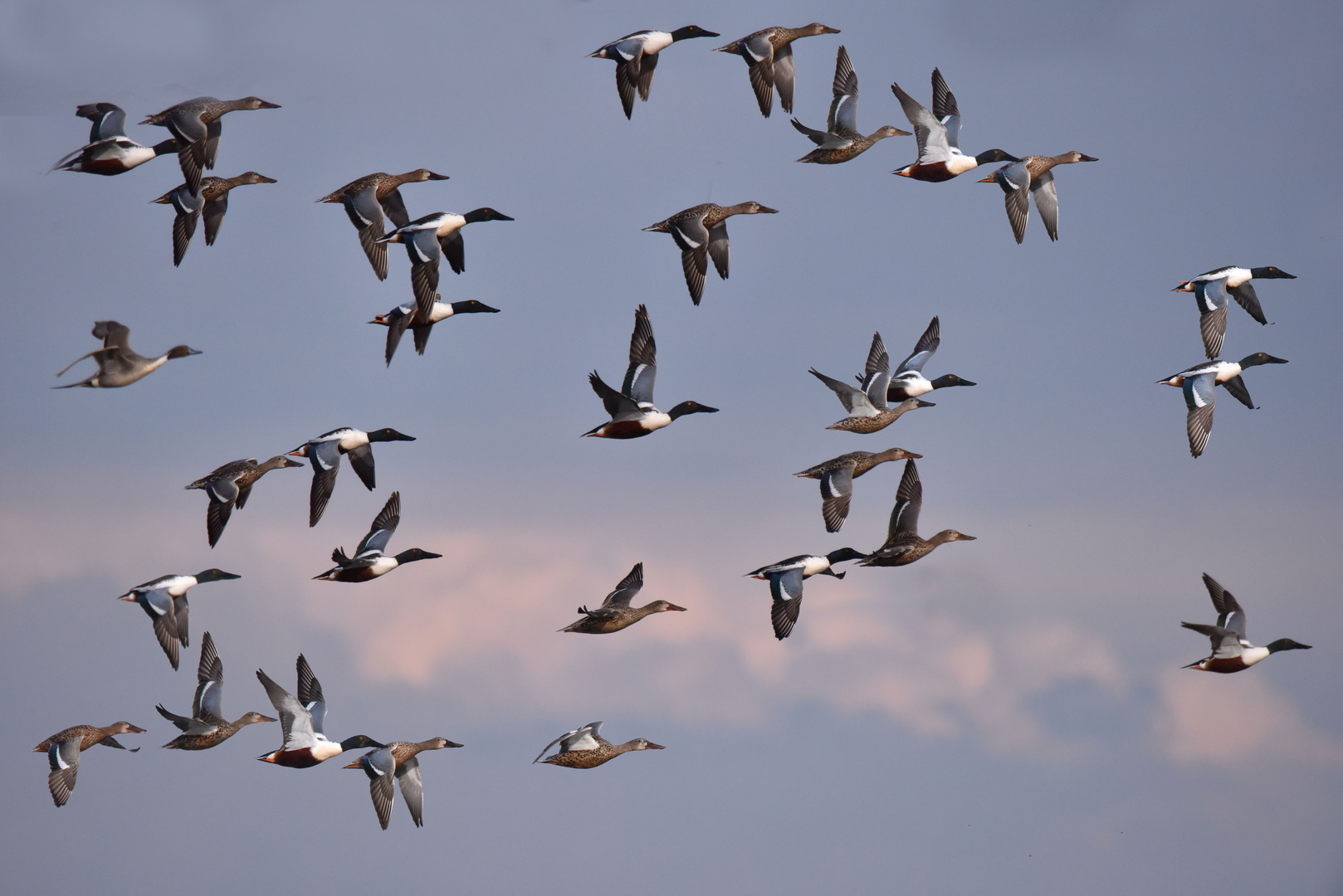 Löffelenten im Flug