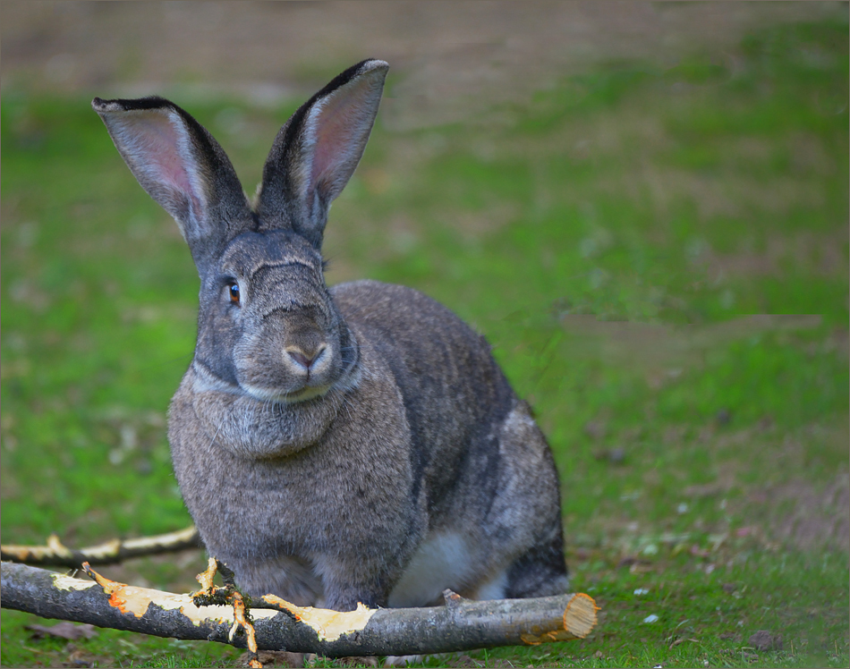 Löffelhasi