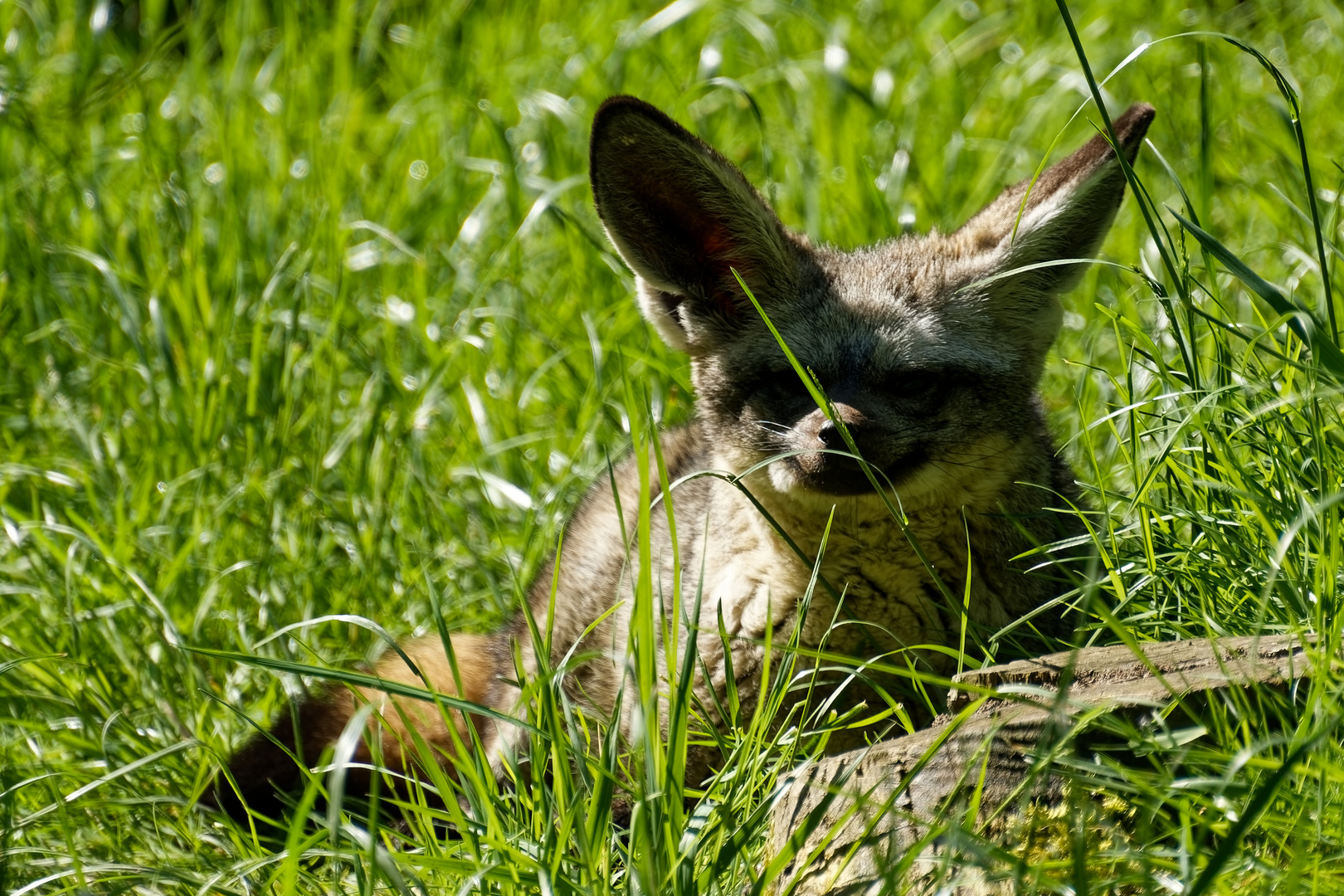 Löffelhund 