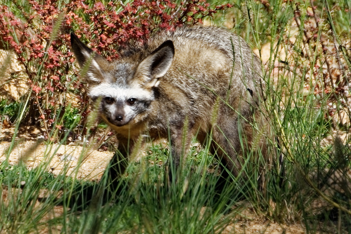 Löffelhund