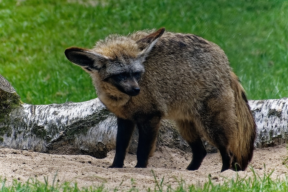 Löffelhund