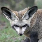 Löffelhund / Bat-eared fox